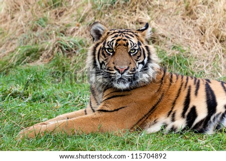 Angry Sumatran Tiger Lying in the Grass Panthera Tigris Sumatrae