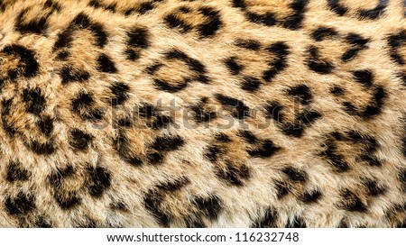 Real Live North Chinese Leopard Skin Texture Background Panthera Pardus Japonensis