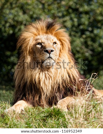 Proud Majestic Lion Sitting in Grass Panthera Leo
