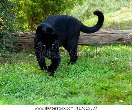 Angry Black Jaguar Stalking Forward Panthera Onca