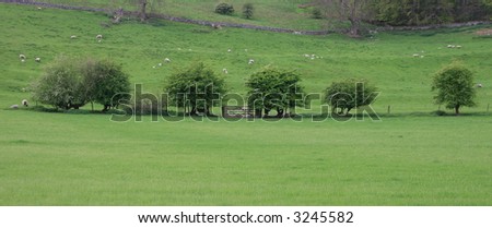Row of trees and a gate in a field with sheep and lambs