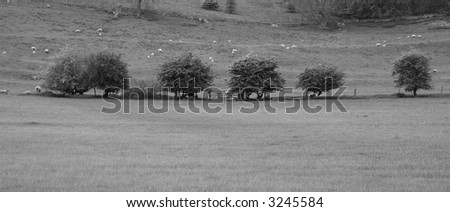 Row of trees and a gate in a field with sheep and lambs in monochrome