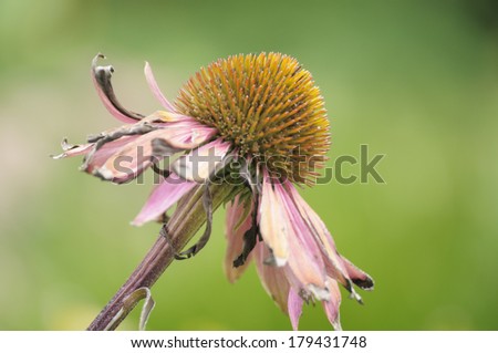 Faded and dried, but still sharp, an end of season cone-flower against a blurred background of green foliage