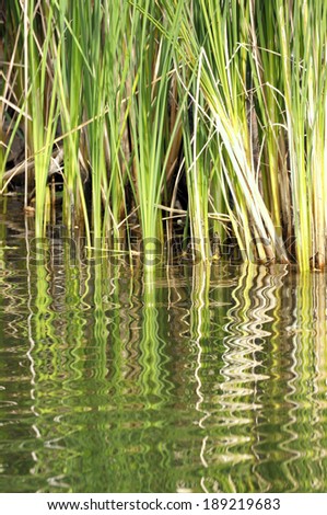 Tall reeds along side a lake form a rippled pattern in the water below