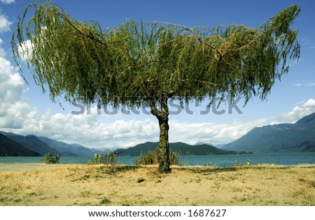 Very nice detailed symmetrical tree with beautiful color, ideal for travel advertisements.  Taken at Harrison Hot Springs.