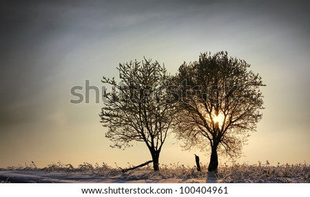 Two trees in a winter sunset