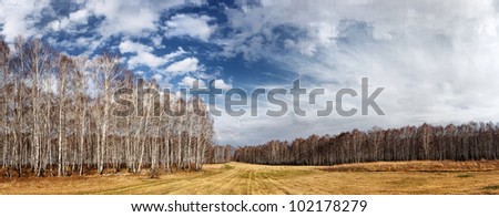 Landscape. Beautiful spring landscape with birch forest