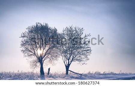Two trees on sunrise in winter