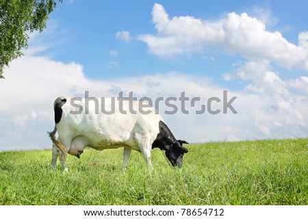 Cow is grazing in the meadow against the sky