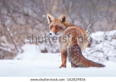Red Fox In The Snow