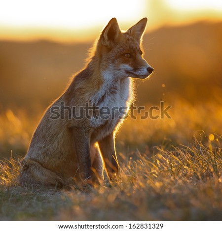 red fox in beautiful light