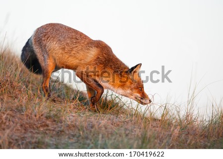 a beautiful red fox