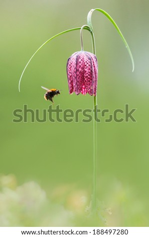 Snake\'s Head Fritillary with a flying bumblebee