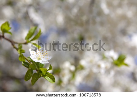 A single Cherry blossom flower standing out amongst many