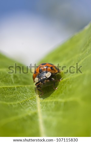 Ladybug or lady bird insect sitting on a leaf