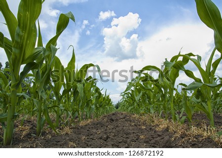Young Maize plants growing in a row in a field