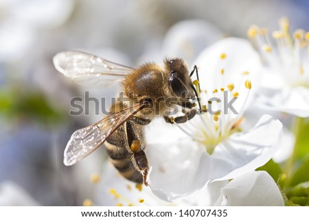 Honey Bee harvesting pollen from Cherry Blossom