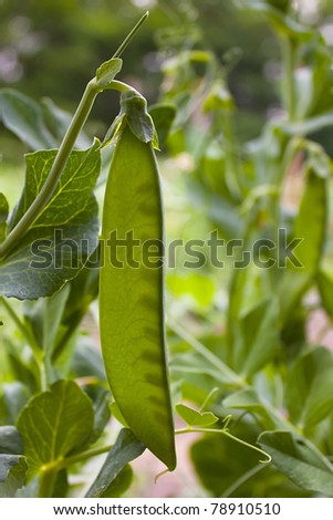 Garden pea growing on a plant backlit by the sun showing the growing peas inside