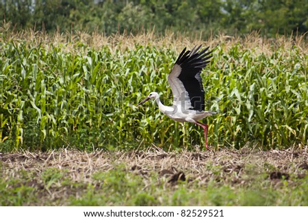 Stork taking off against a background of maize growing in a field