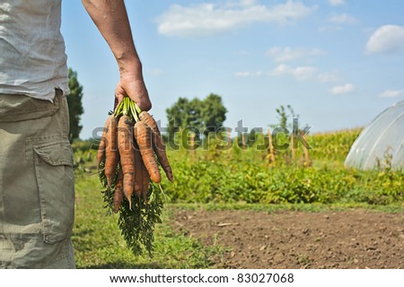 Partial image of a male  farmer / gardener collecting carrot harvest on a summers day