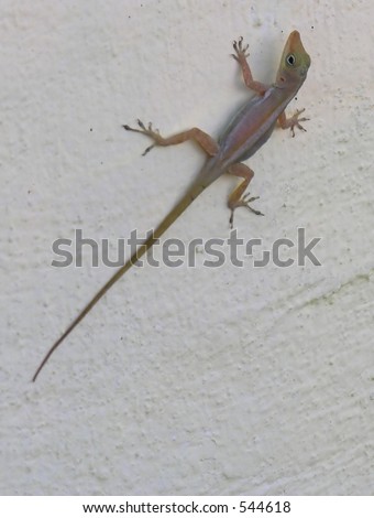 Small Lizard