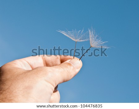 umbrellas of dandelion in a masculine hand on a background blue sky