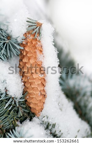 cone covered with snow on a branch blue spruce