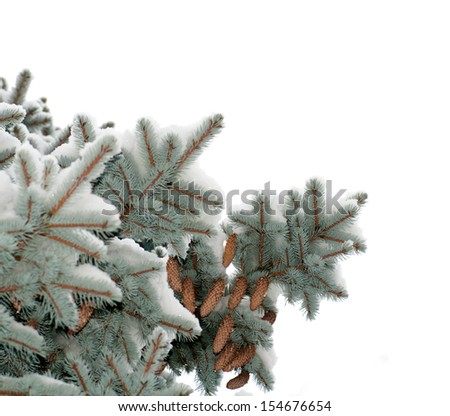 branch blue spruce trees covered with snow cones