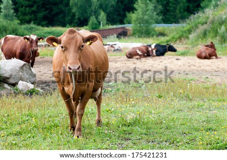 brown cow to the field on the background of the herd