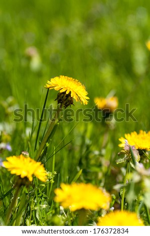 flowers yellow dandelion meadow