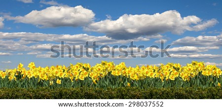 field of flowers Narcissus on the background of blue sky panorama