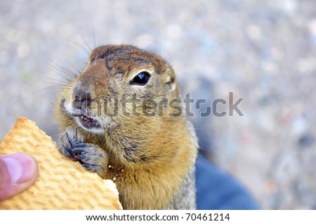 The Kamchatka gopher very much likes to eat fresh cookies