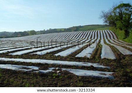 Field with polythene sheets to extend the growing season and protect crops from frost