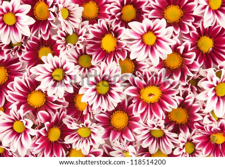 close up background with colorful mum flowers