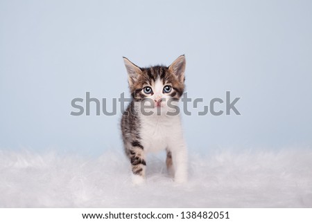 little cute kitten walking on a white fur fabric on blue background