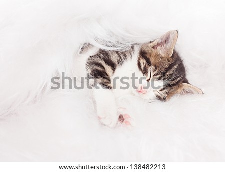 little cute kitten sleeping on a fur fabric on white background