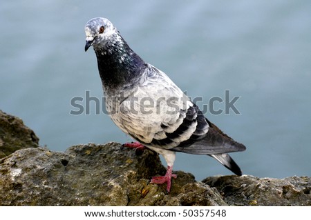 Close up shot of a pigeon