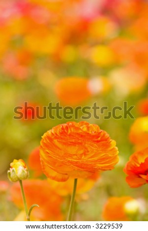 Fresh spring flowers in vivid blooming colors and sizes