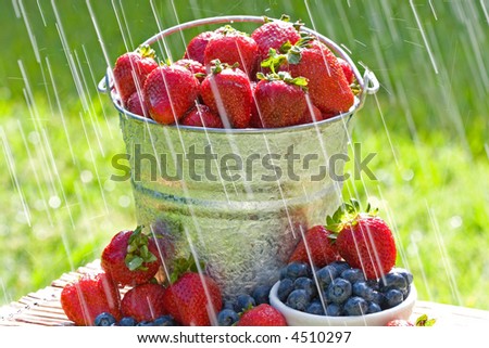 A bucket of fresh strawberries and blueberries in the morning rain get wet with dew