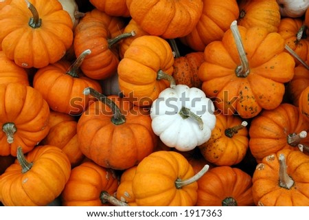 Lone white mini pumpkin