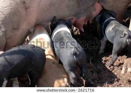 Multiple Piglets Nursing On A Sunny Day. 商业图