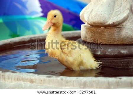 young fuzzy yellow duck in a water fountain