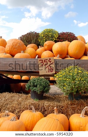 A beautiful display of pumpkins and mums for sale at a local farm in fall.