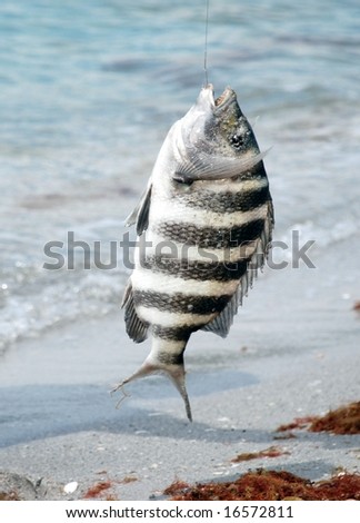 stock photo : A large sheepshead fish hanging from a fishing hook and line.