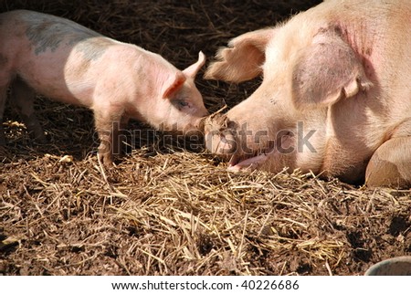 A newborn piglet, nose to nose with its mother inside their pen.