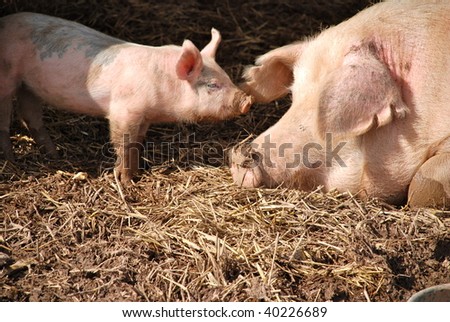 A newborn piglet, nose to nose with its mother inside their pen.