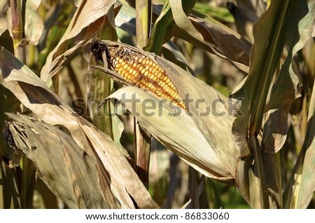 Dried ears of corn on stalks.
