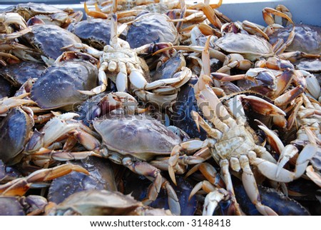 Dungeness Crab In San Francisco Contamination2013