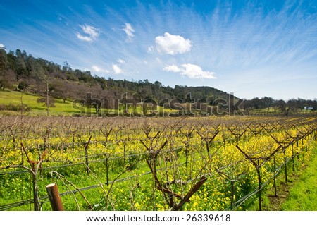 Yellow mustard bloom in the Californian wine country.