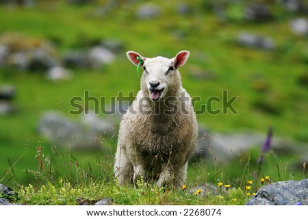 A sheep in Norway